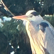 Heron in a tree