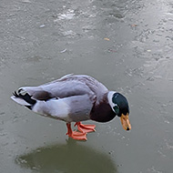 Duck