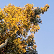 A view upwards into a blue sky with trees reaching into the sky