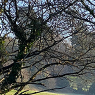 Sunlight falling on a frosty field, framed by two trees arching towards each other, with shadowed frosted grass in the foreground