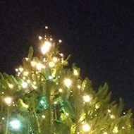 A tall Christmas tree being looked up at from below with the moon shining in the sky