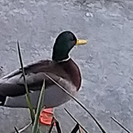 A bunch of ducks standing on the frozen canal