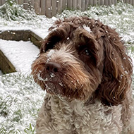 A brown and white sproodle standing in a garden with snow on the ground and falling from the sky