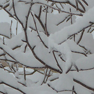 The snow fell so gently that it covered every twig and branch, turning this birch tree into a snow maze.
