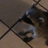 Lady and raccoon playing on the floor