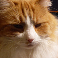 a ginger cat resting in wicker basket