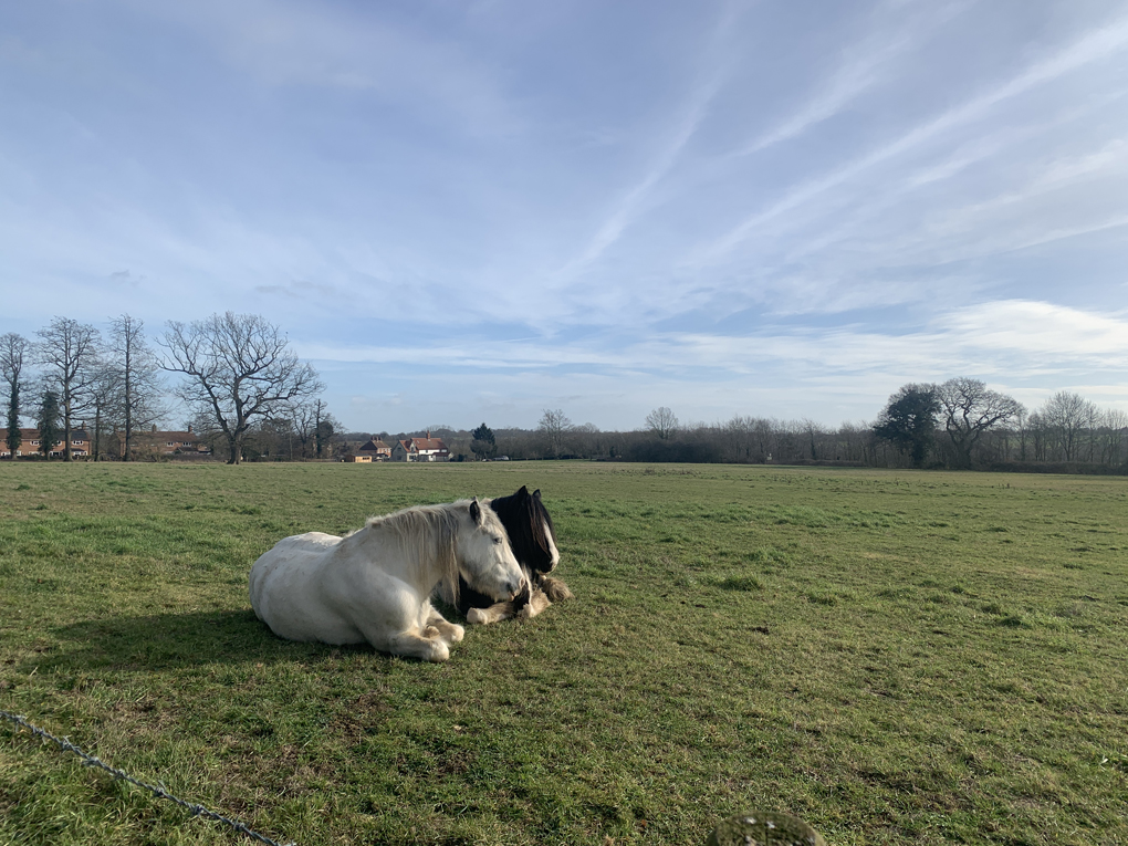 A pair of horses sitting in a field