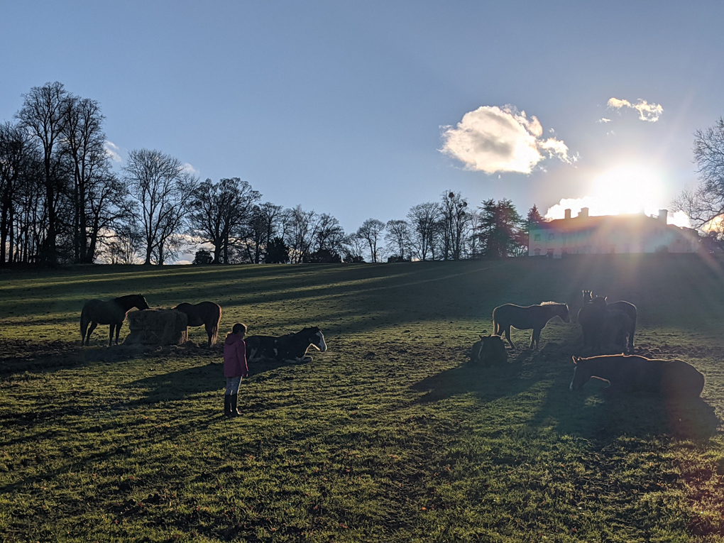 Afteroon January walk with the setting sun lighting up Shardeloes country house and the horses that roam wild in the fields