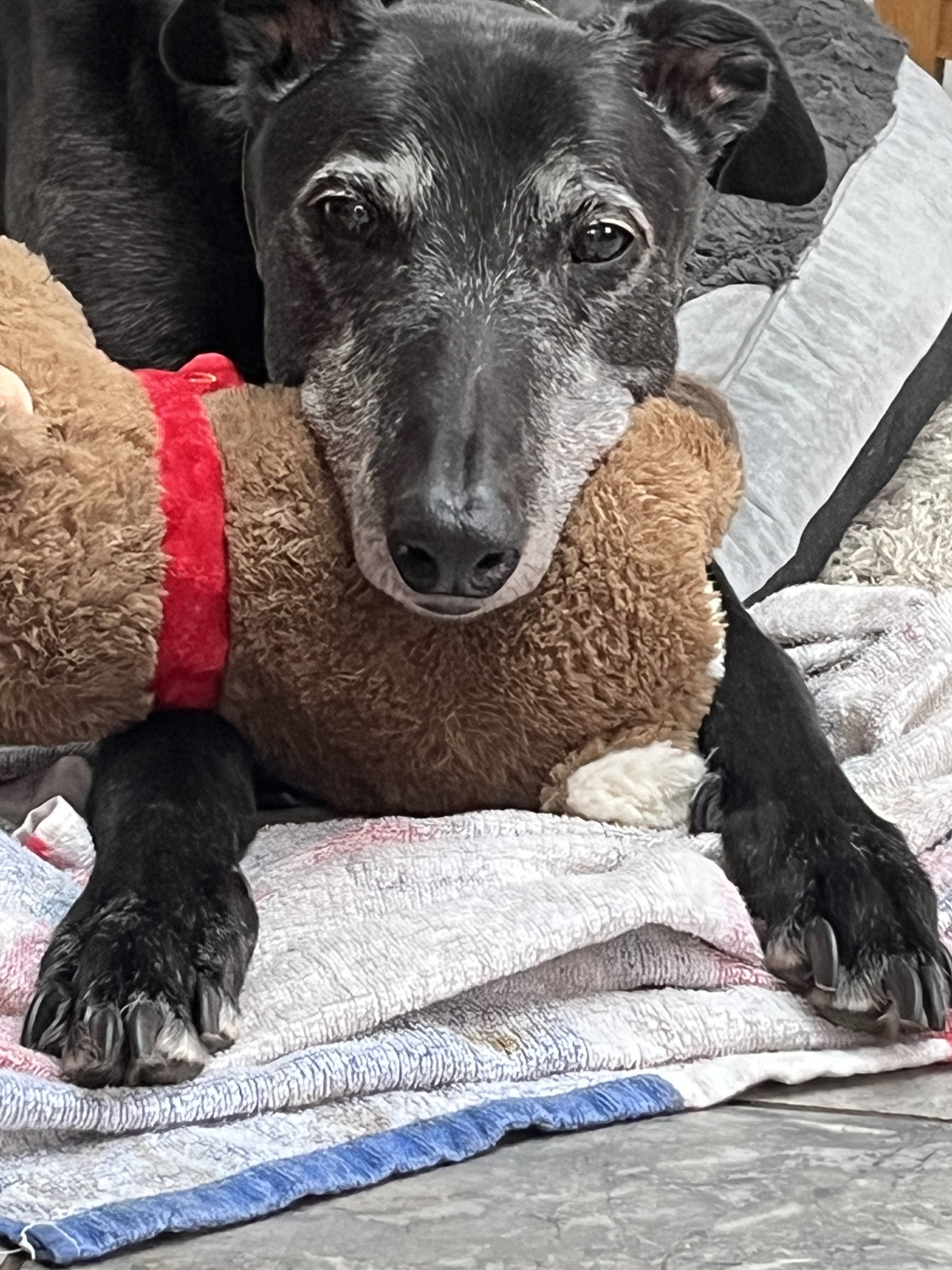 A black greyhound with a grey muzzle rests his head on a toy reindeer
