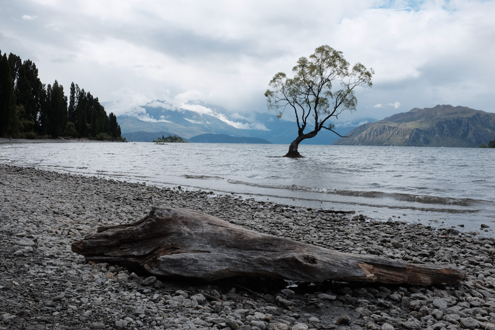 A tree growing out of a lake with mountains in the distance and a long in the foreground on the shore