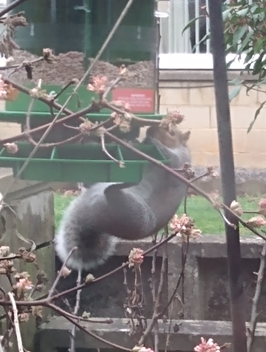 A squirrel holds on the the underside of a bird feeder, eating from the seeds available with no small amount of effort