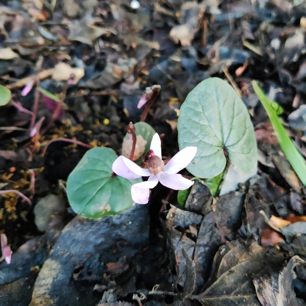 The first pale flower of a cyclamen with green leaves growing in leaf litter and bark