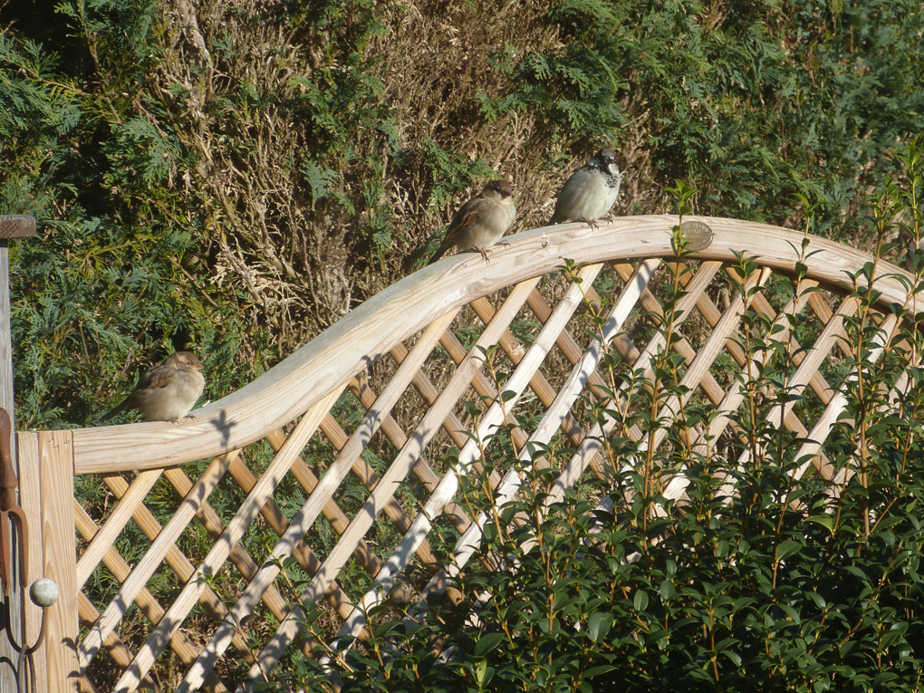 A few house sparrows perched on a trellis enjoying the January sunshine.