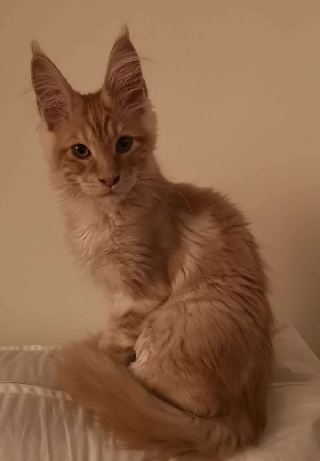 Ginger Maine Coon kitten with big ears.