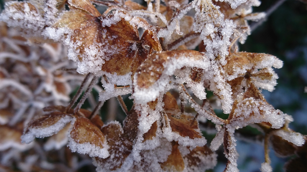 We have had some heavy frosts this month and the remaining Hydrangea heads looked lovely coated in it’s cripsy coat.