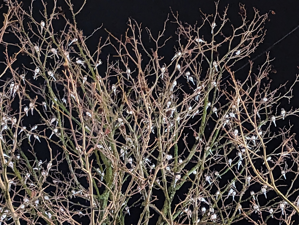 Many Pied Wagtails in a tree