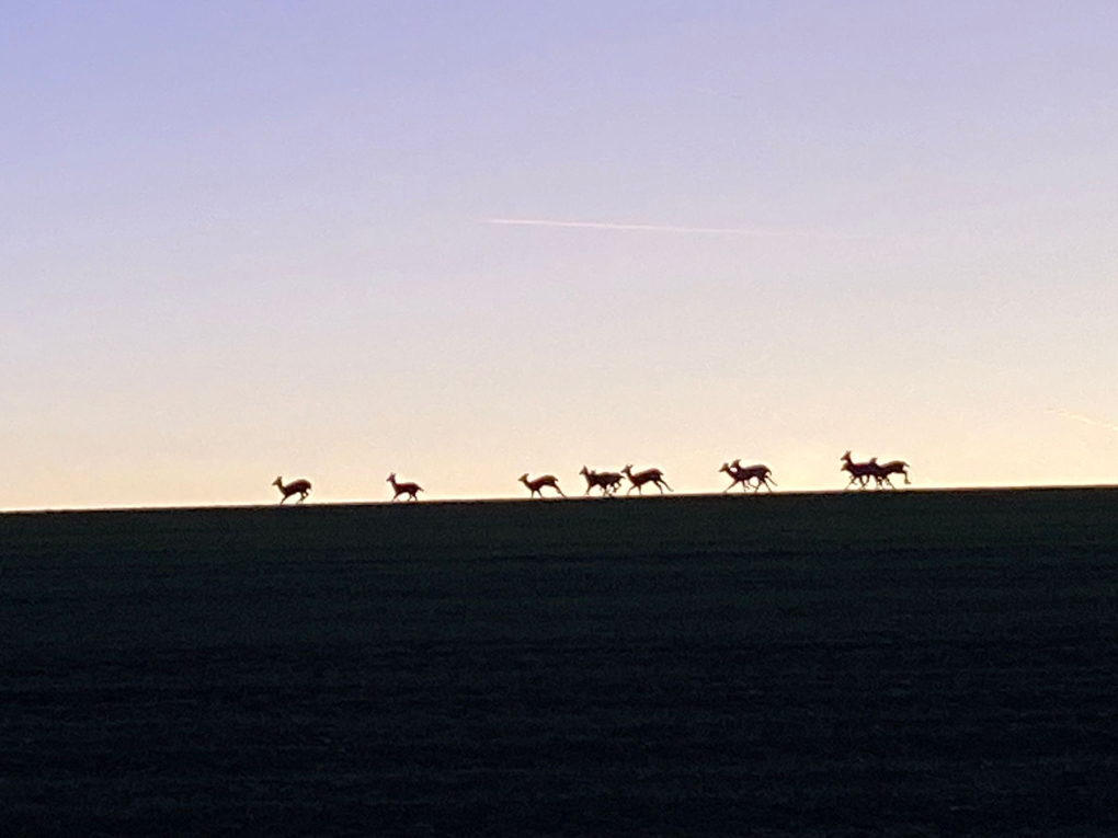 Deer profiles on a hill