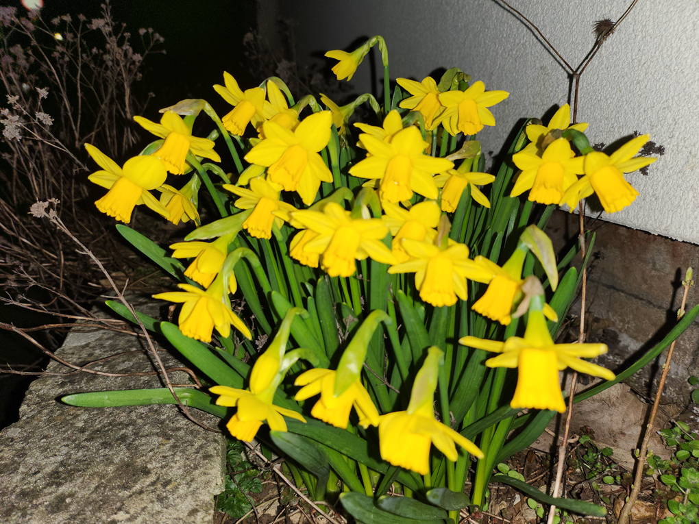 Half a dozen daffodils bloom at the forefront of the photos, dead stems from the previous years in the background.
