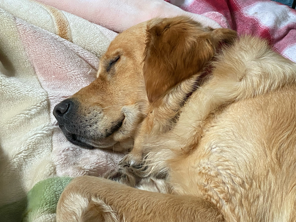 Close-up of a sleeping golden retriever on a plush-looking blanket