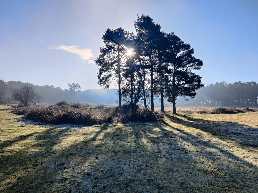 On a heath the sun behind an isolated group of cedar trees casts dramatic shadows as the morning mist burns off
