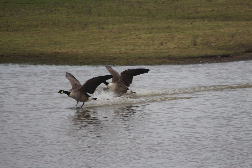 Two Canada geese landing on a lake at Slimbridge, and making a splash in the process.