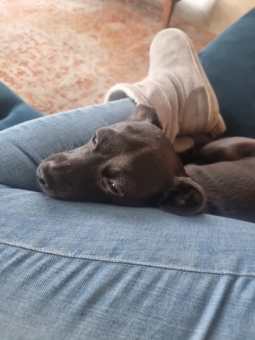 Puppy snoozing in the crook of a leg