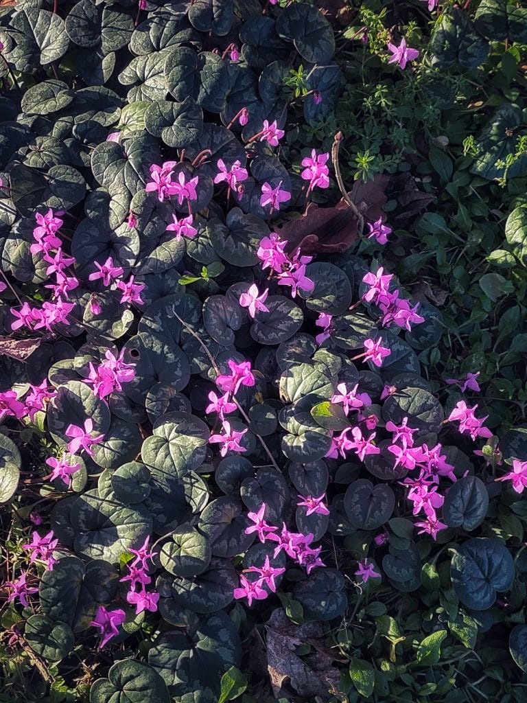 Purple flowers on a bush