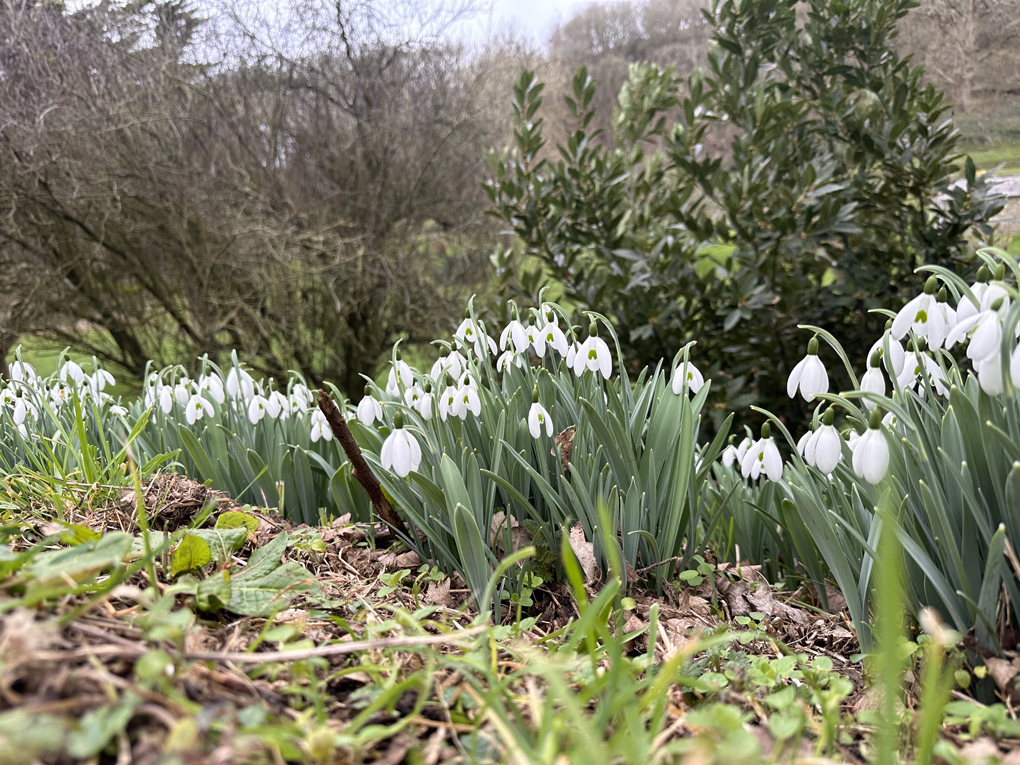 Snowdrops