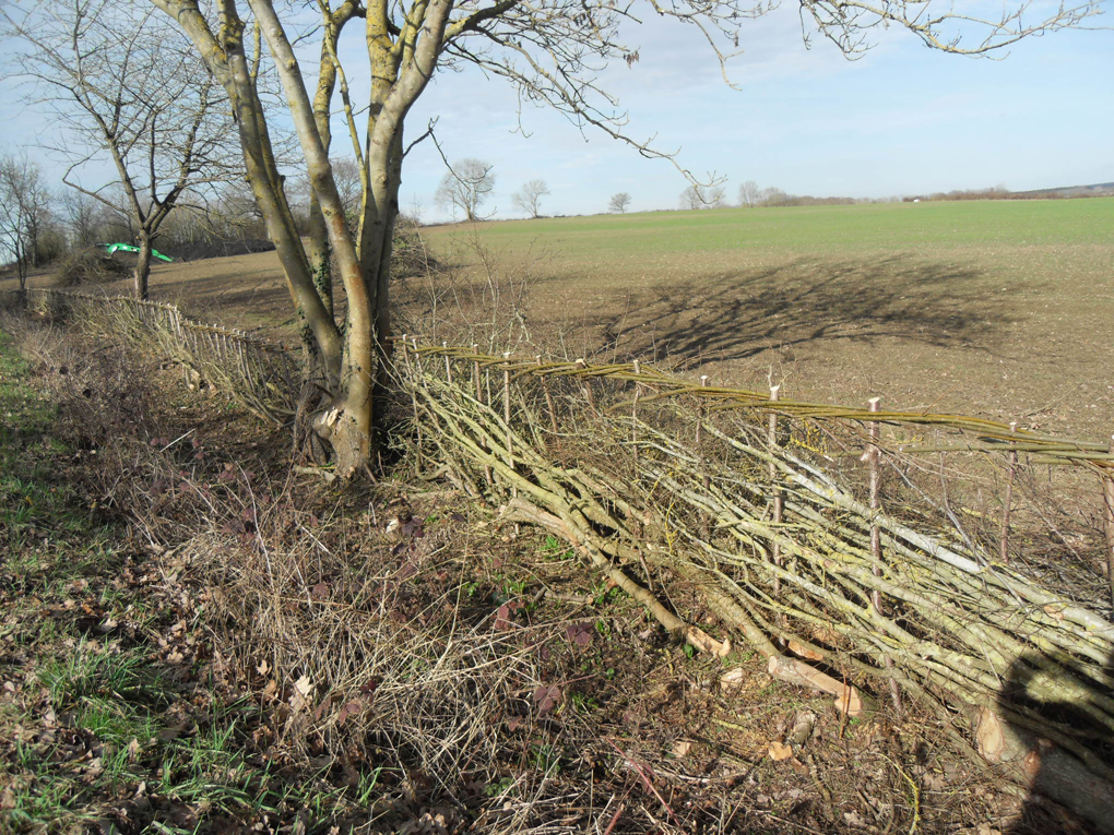Section of a newly laid traditional hedge