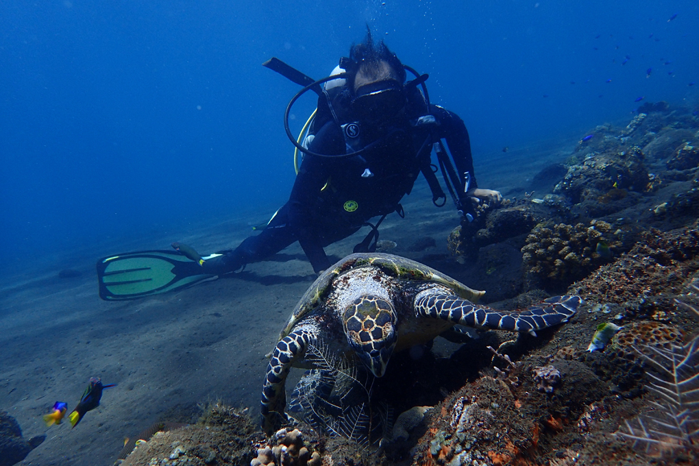 A man in a diving suit underwater with a large sea turtle
