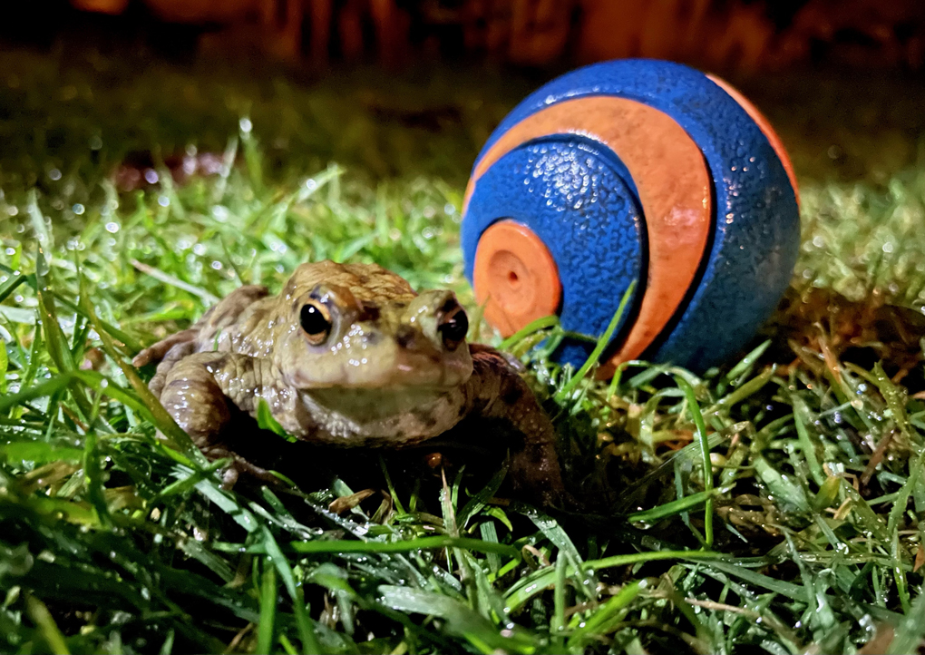 A toad looking at the camera on a lawn with a blue and orange ball in the backgroun