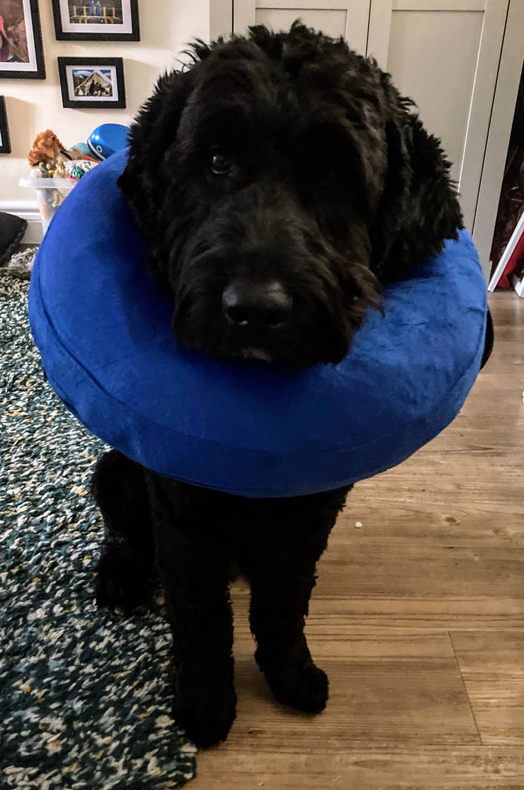 Ozzie wearing his dark blue inflatable cone to stop him licking his stitches,