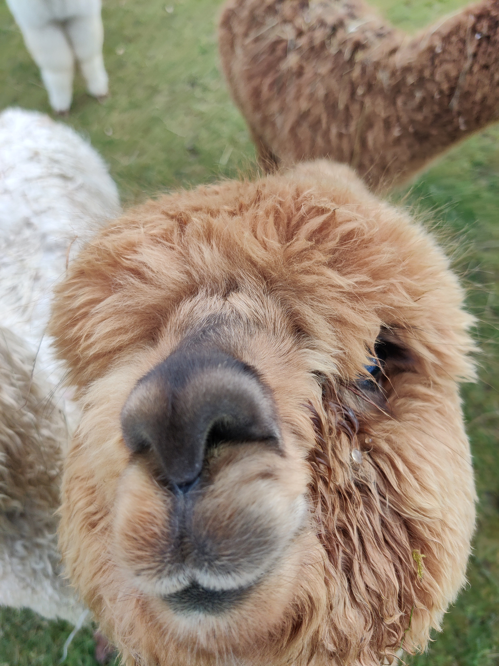 Close-up of a 'crea' (juvenile  alpaca) looking up at the camera