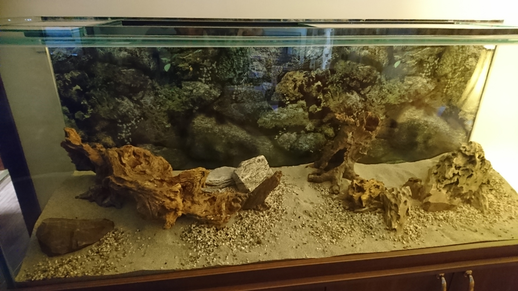 The start of a new project - our 5 ft aquarium. The hardscaping was fun to design with planting medium. then sand and finally two logs, a tumble of rocks and some small scatter gravel. With first stag complete we have to set up filter, do the planting, add water and finallly some tropical fish. It will be more exciting to watch than the t.v.!