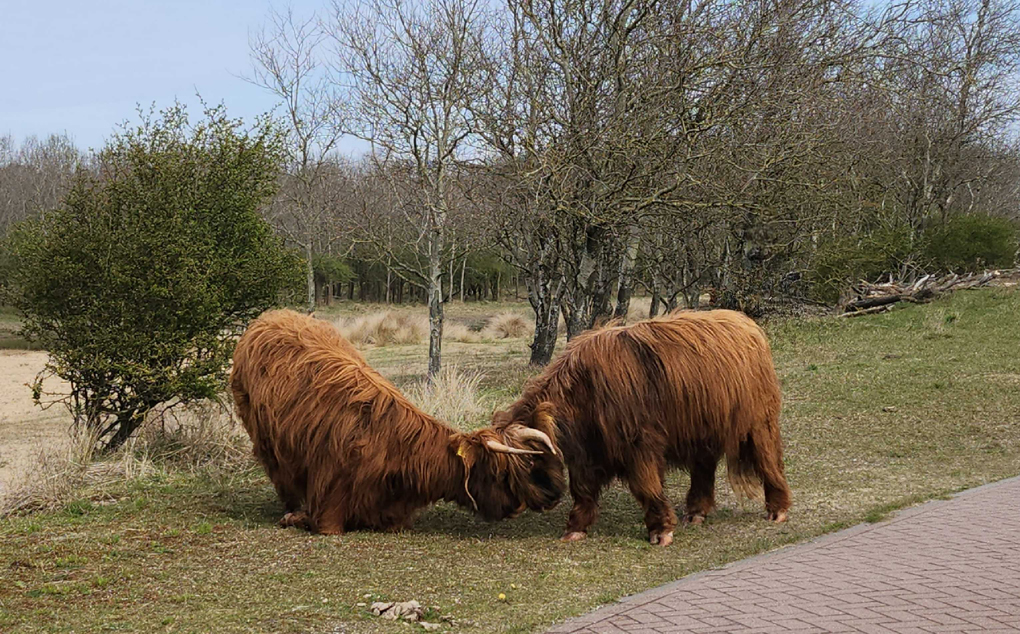 Two Scottish highland cows lock horns on the side of a cycle path