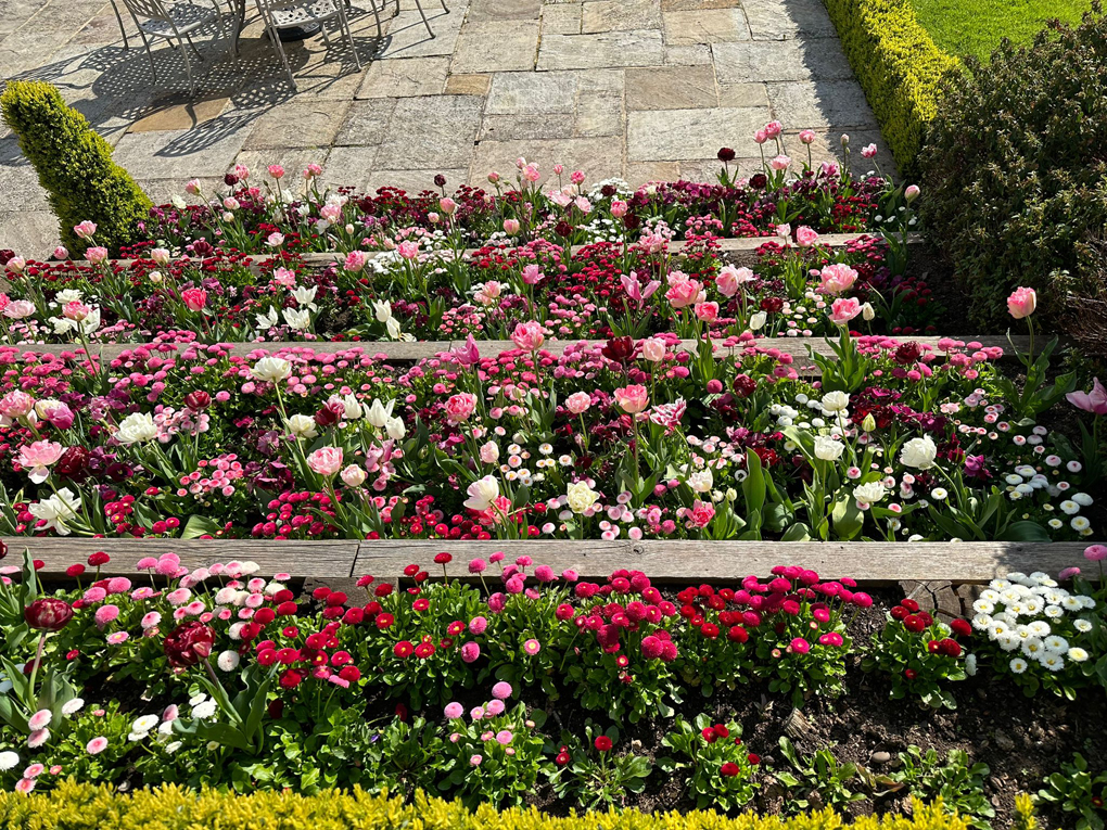 Spring bulbs in bloom from above