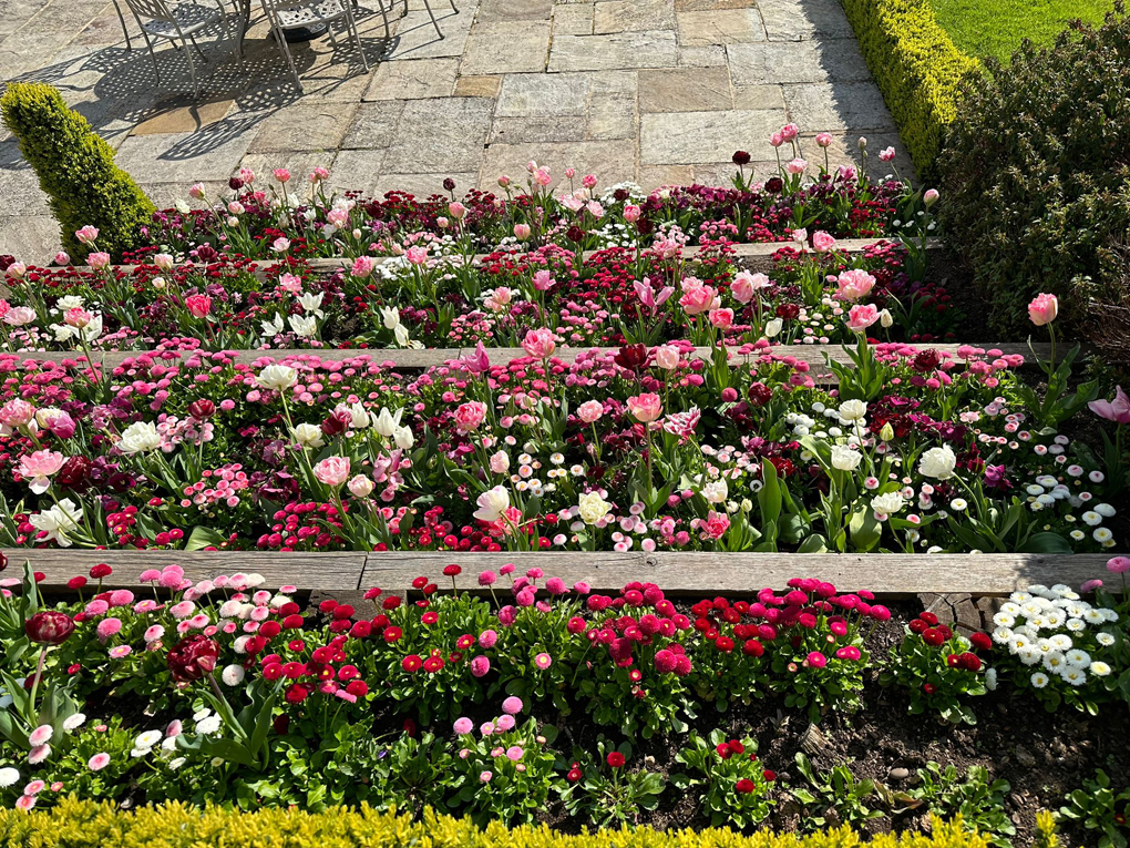 Spring bulbs in bloom from above