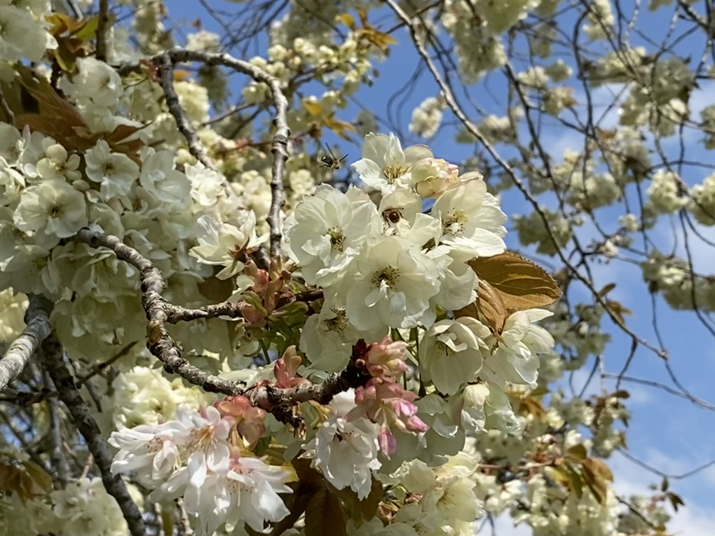 Close-up of a blossoming tree with bees buzzing around the flowers and a blue sky in the background