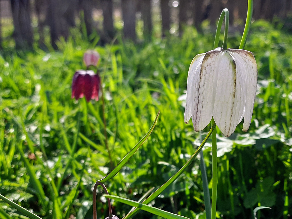 Two fritillary flower heads, looking like upside down trumpets pointing at the grass. One is a deep purple and the other bright white.