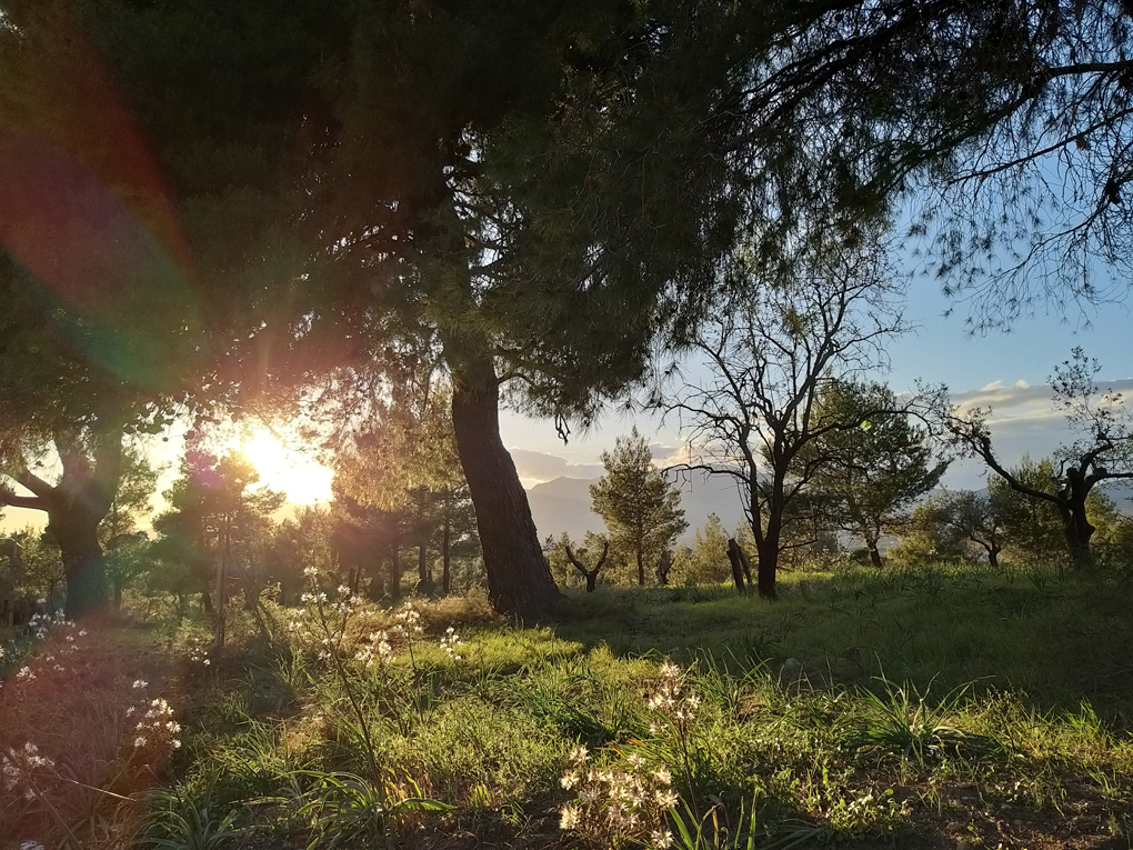 Sun sending shafts of light through pine trees, with mount Parnitha in the back drop.