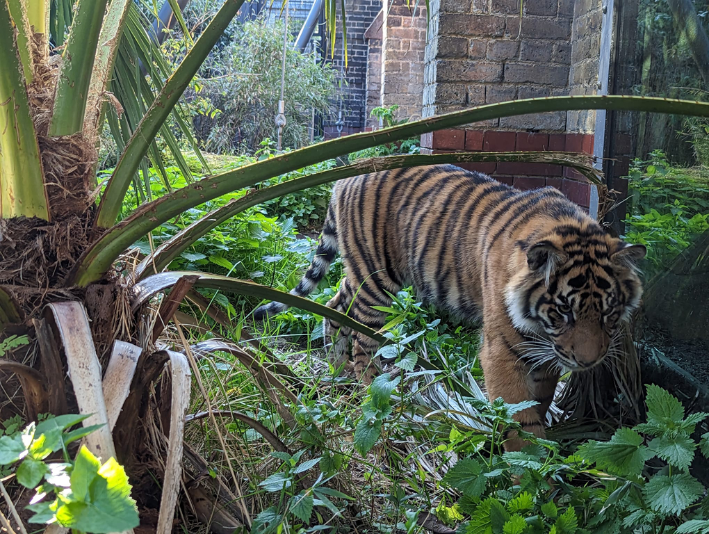 Tiger in enclosure at London Zoo