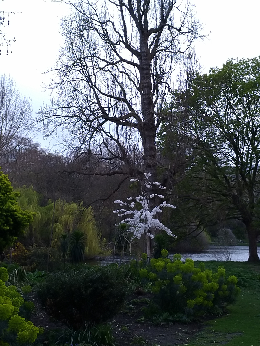 Big tree, little tree