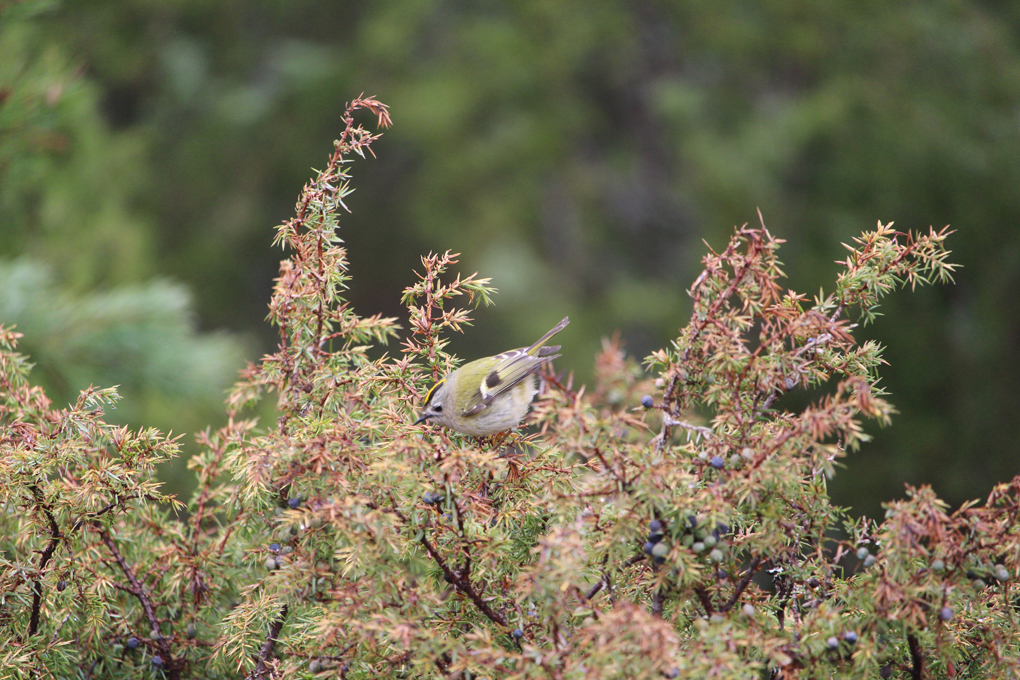 I took several photos of this little bird, and this one was in focus.