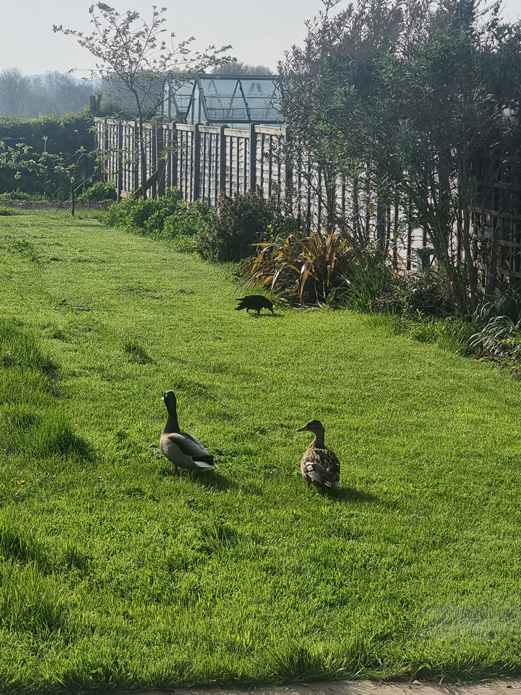 Two ducks on a lawn