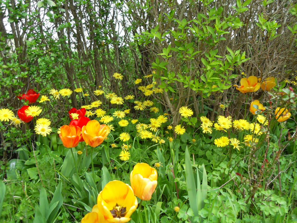 bright tulips and yellow daisies in overgrown flower bed