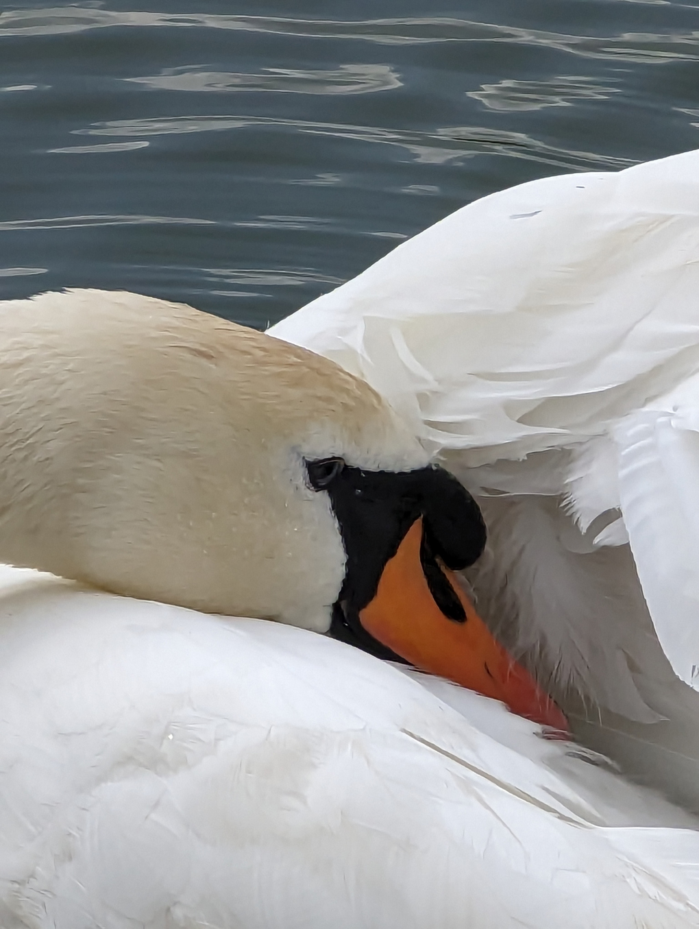 Swan tucking head under its wing