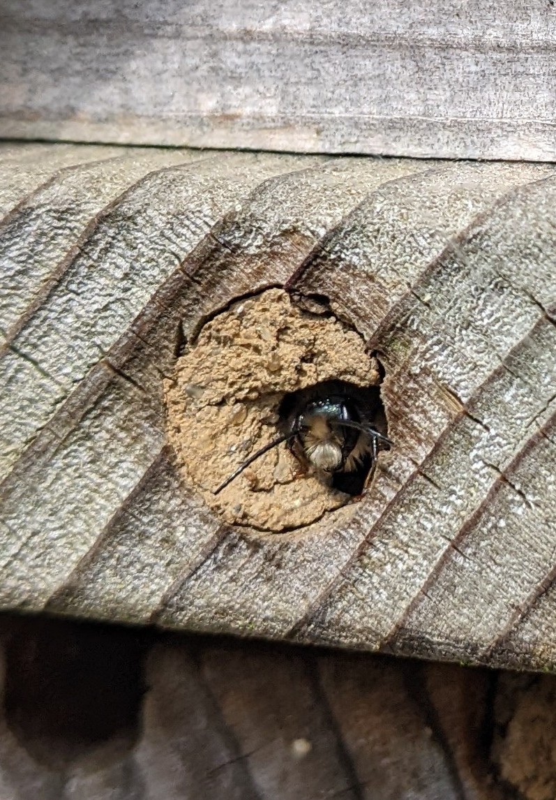 Mason Bee