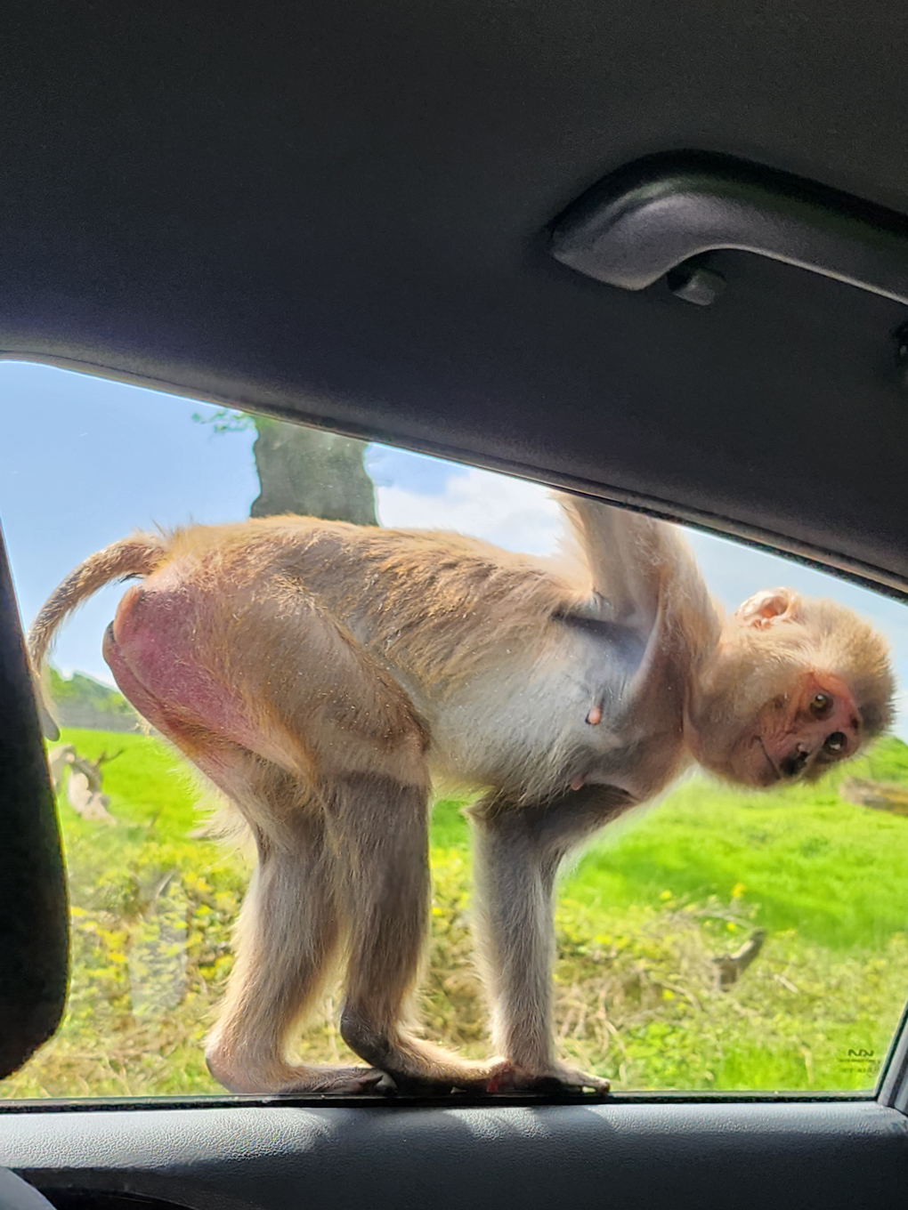 A female Macaque monkey appears at the rear passanger window. One arm is raised up holding on to the top of the car. Both of its feet are balanced on the frame of the window. It's crouched so it can see into the car and is looking at the camera.