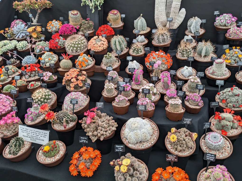 Picture of cacti in full bloom.