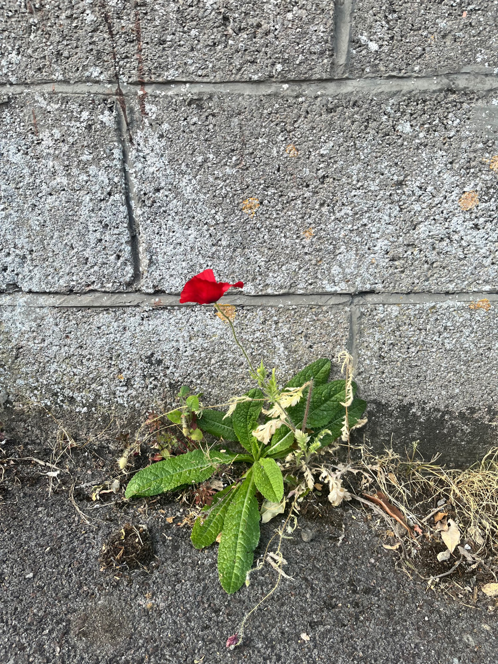 A single bright red poppy flower standing against a grey concrete wall